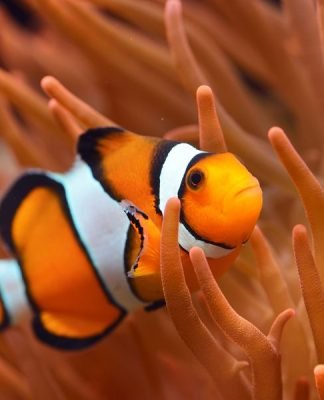 Illegal Wildlife trade: 7 Species You Didn’t Know Are Endangered