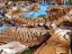 Illegal Wildlife Trade in Pakistan and its Effects on Tourism