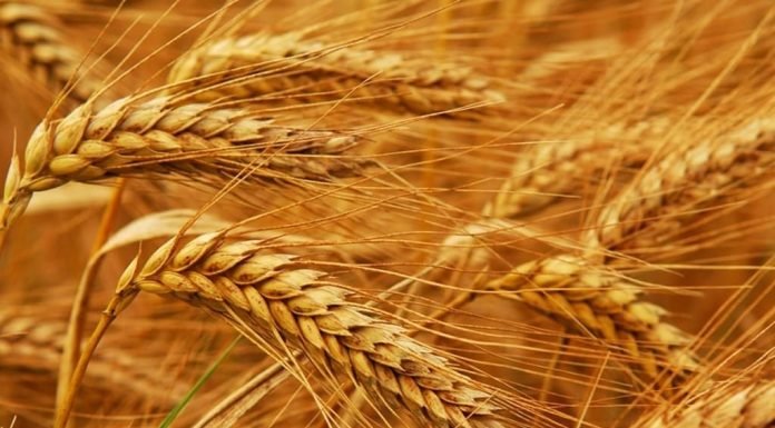 Experts urge govt to curb wheat smuggling via borders