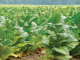 Experts stress tobacco verification to prevent revenue losses